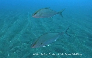 kanpa241225-y.jpg