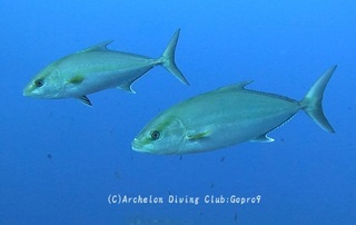 kanpa250112-n01.jpg