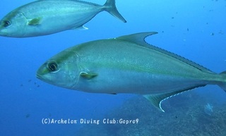 kanpa250112-n02.jpg
