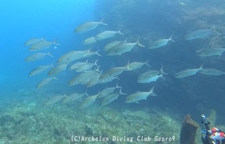 kanpa250417-y.jpg