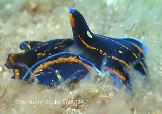 karasukisewata240814-n.jpg