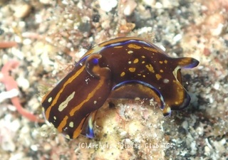 karasukisewata240831-s.jpg