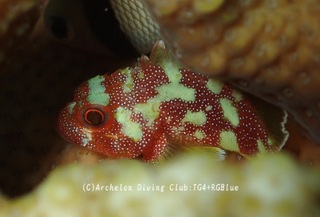 kasurihusa240925-y.jpg