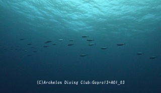 katsuo250203-n.jpg