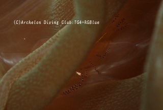 kazariisoginchaku240324-y.jpg