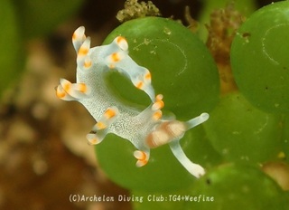 kemara240523-n.jpg
