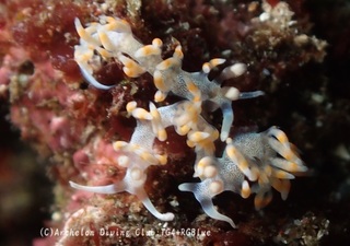 kerama241103-y.jpg