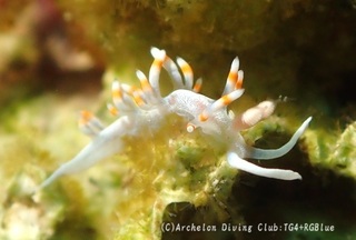 keramamino240925-y.jpg