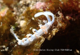 keramamino241224-y.jpg