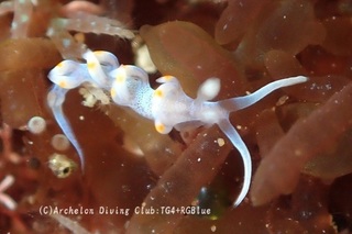 keramamino250411-s.jpg