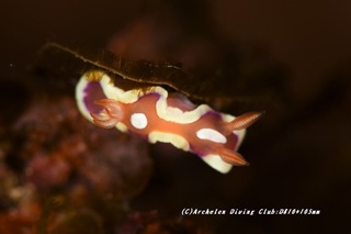 kiberiakairo210226-na.jpg