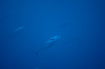 kihada061208-1.jpg