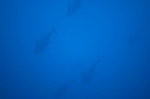 kihada061208-2.jpg