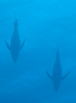 kihada061208-3.jpg