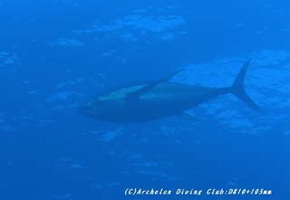 kihada191226.jpg