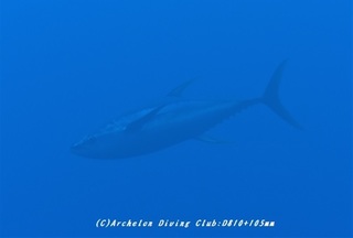 kihada200228-01.jpg