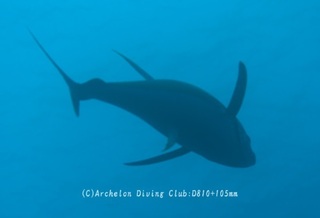 kihada240411-n.jpg