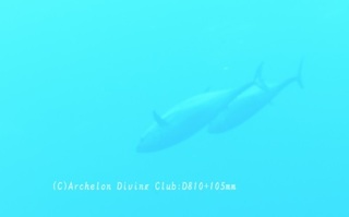 kihada240820-n.jpg