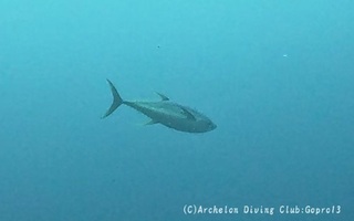 kihada250410-n-.jpg