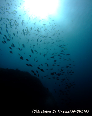 馬の背に群れる魚群