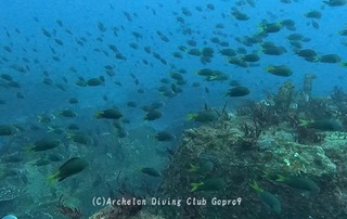 kihoshi241218-y.jpg