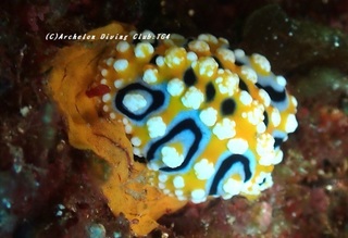 kiibo230806-kyoideme04.jpg