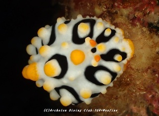 kiibo230816-ao.jpg