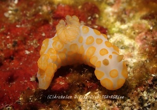 kiibo230917-abu.jpg