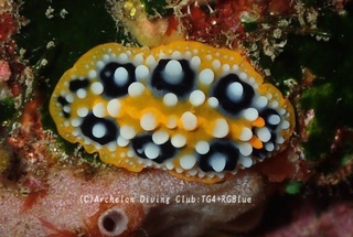 kiibo250407-y.jpg