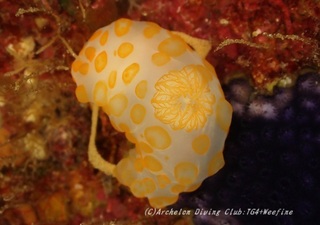 kiibokinuhada230915-ma.jpg