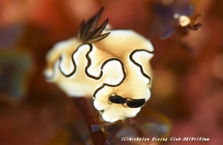 kiiro210120-ya.jpg