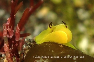kiiro240410-y.jpg