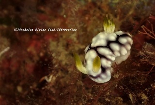 kikamoyou201120.jpg