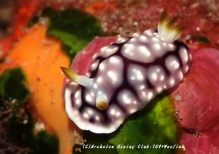 kikamoyou230826-n.jpg