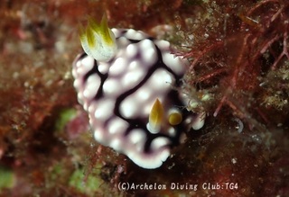 kikamoyou240910-s.jpg