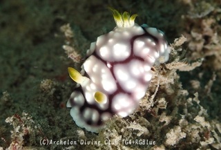 kikamoyou241002-k.jpg