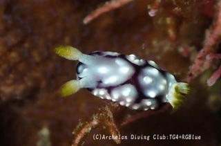 kikamoyou241030-y.jpg