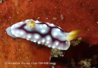 kikamoyou250410-n.jpg