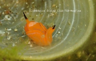 kimadara240619-s.jpg