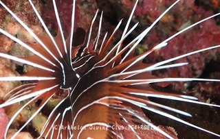 kimiokoze240930-y.jpg