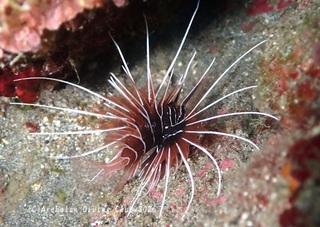 kimiokoze250319-s.jpg