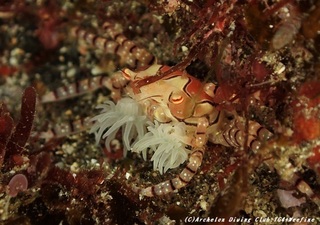 kinchaku210101-yya.jpg