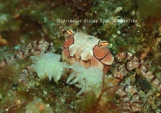 kinchaku231116-y.jpg