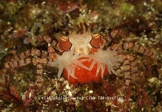kinchaku240126-y.jpg