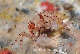 kinchaku240802-n.jpg