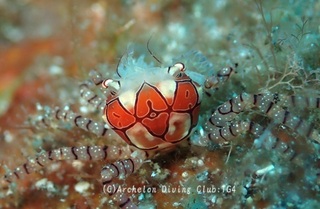kinchaku240804-n.jpg
