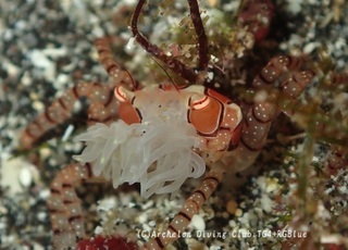 kinchaku241102-zo.jpg