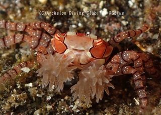 kinchaku241211-y.jpg