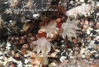 kinchaku250110-s.jpg