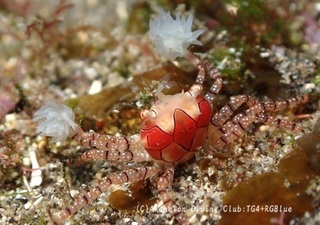 kinchaku250128-y.jpg
